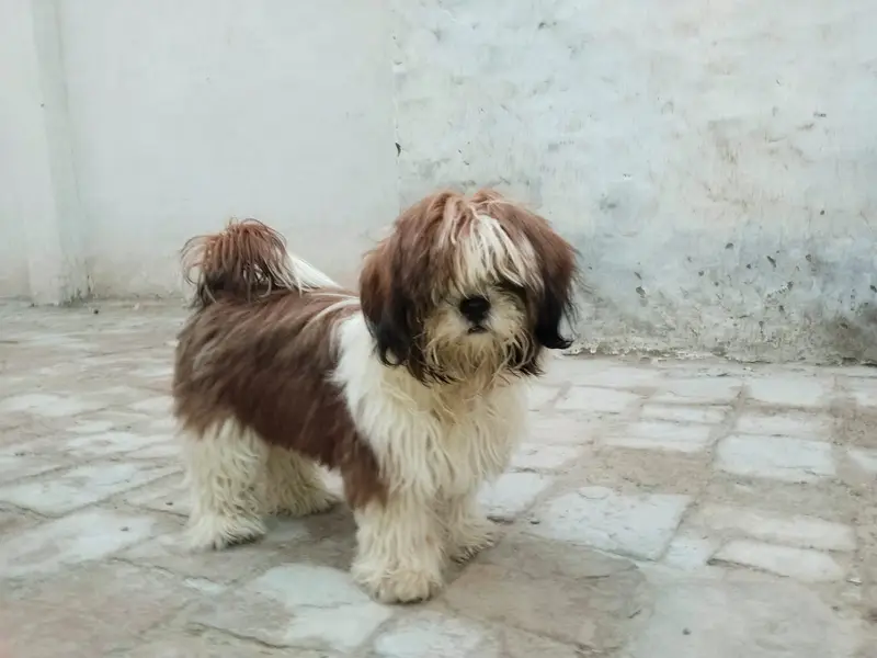 Shih Tzu — photo 2