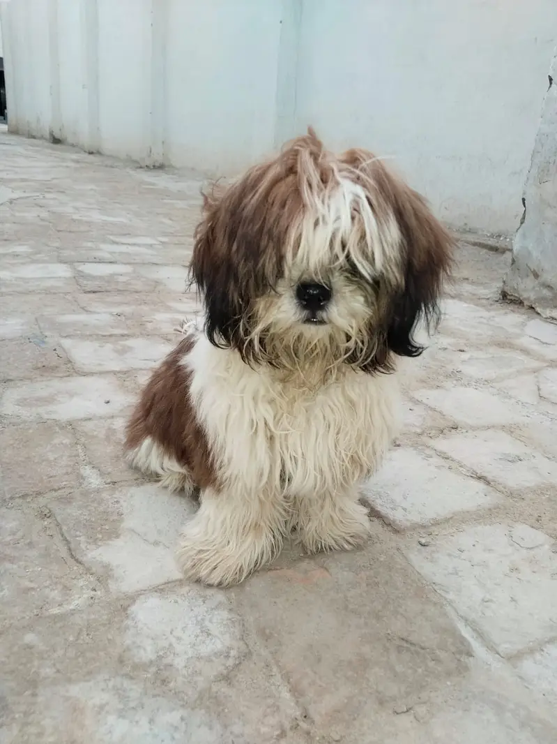 Shih Tzu — photo 3