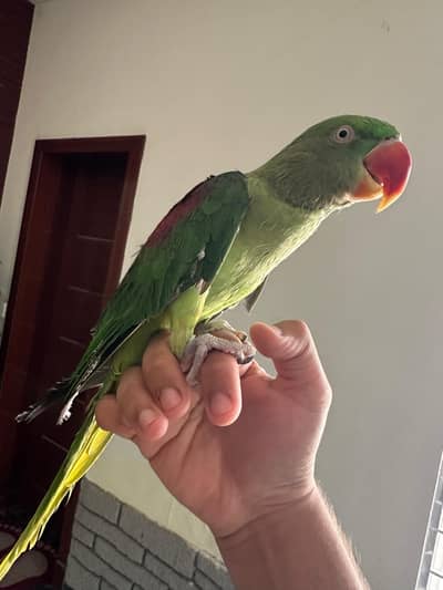 Healthy & Fully Hand Tamed 2-Year-Old Female Raw Parrot