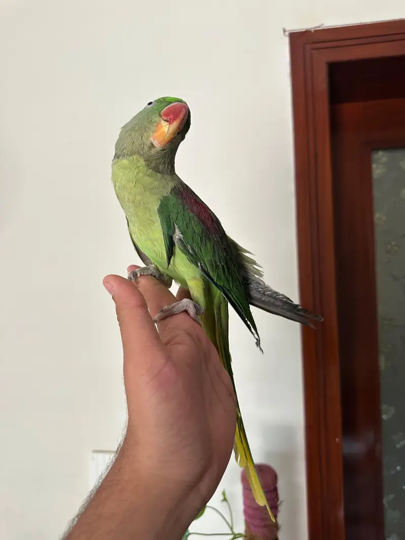 Healthy & Fully Hand Tamed 2-Year-Old Female Raw Parrot — photo 2