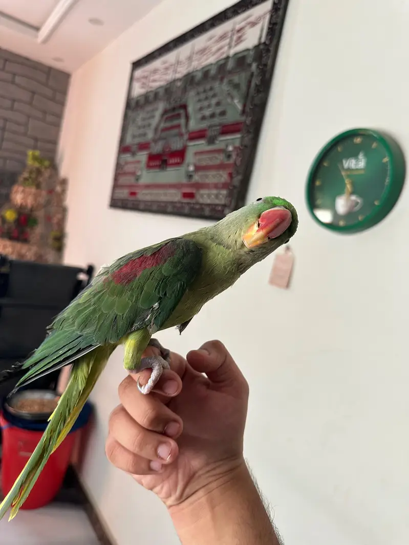 Healthy & Fully Hand Tamed 2-Year-Old Female Raw Parrot — photo 3
