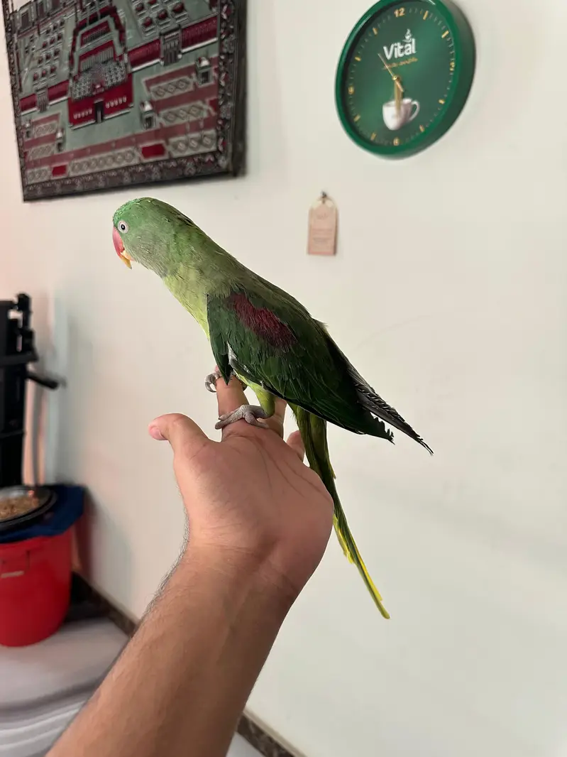 Healthy & Fully Hand Tamed 2-Year-Old Female Raw Parrot — photo 4