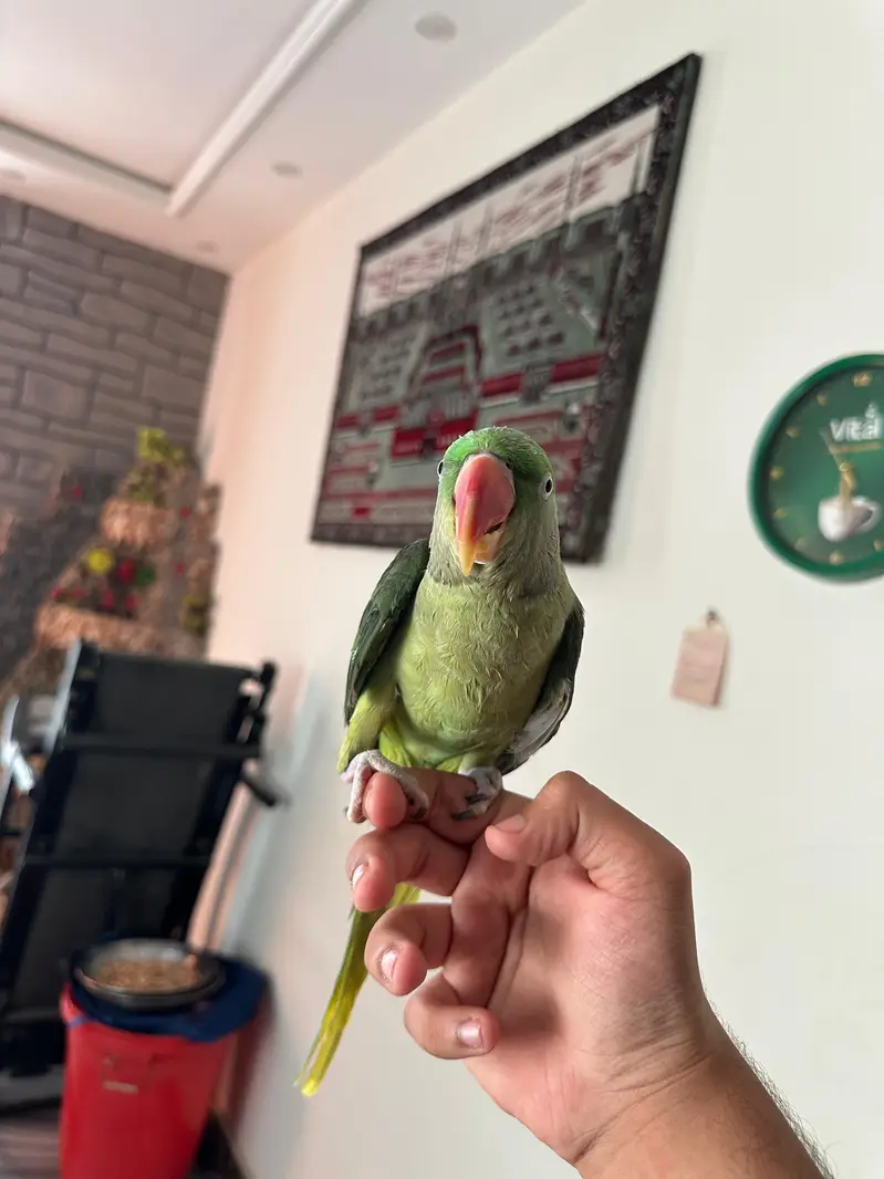 Healthy & Fully Hand Tamed 2-Year-Old Female Raw Parrot — photo 5