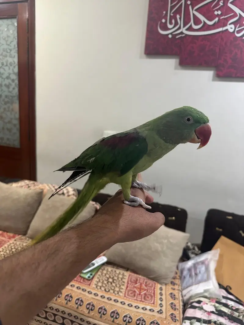 Healthy & Fully Hand Tamed 2-Year-Old Female Raw Parrot — photo 6