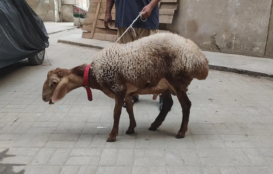 Turkey Dumbay — photo 2