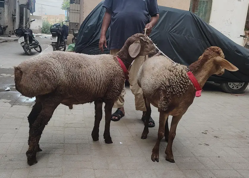 Turkey Dumbay — photo 4