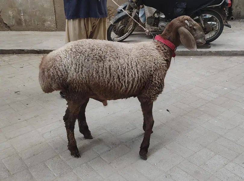 Turkey Dumbay — photo 6
