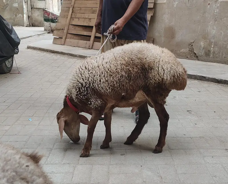 Turkey Dumbay — photo 8