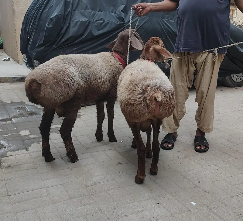 Turkey Dumbay — photo 10