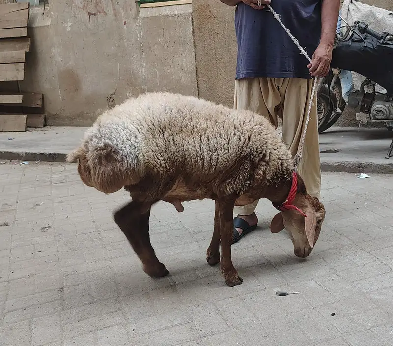 Turkey Dumbay — photo 12