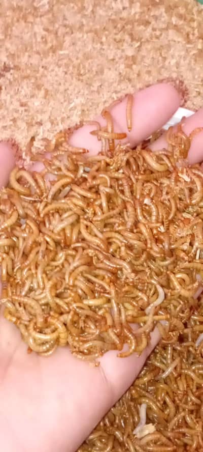 Live Mealworms - Birds & Fish Feed High Protein