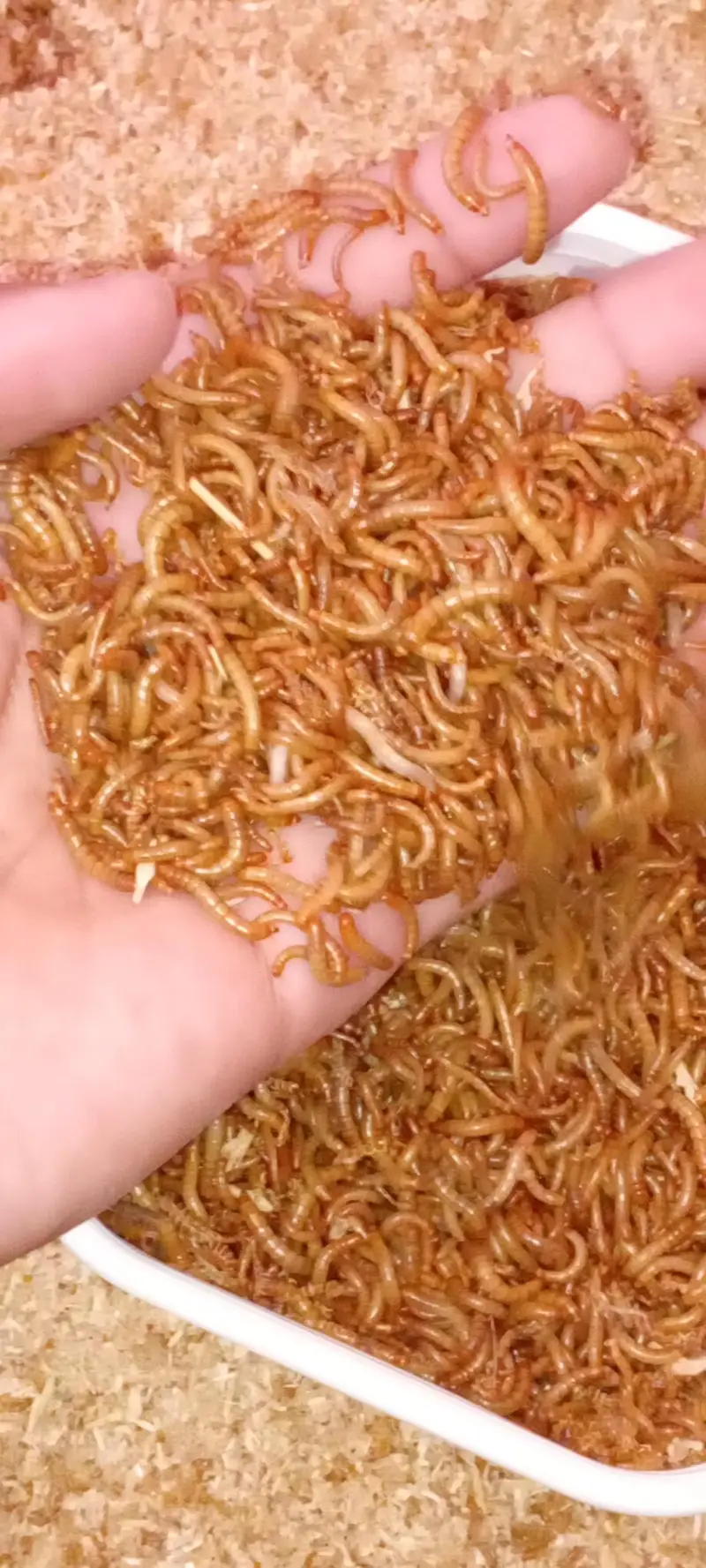 Live Mealworms - Birds & Fish Feed High Protein — photo 2