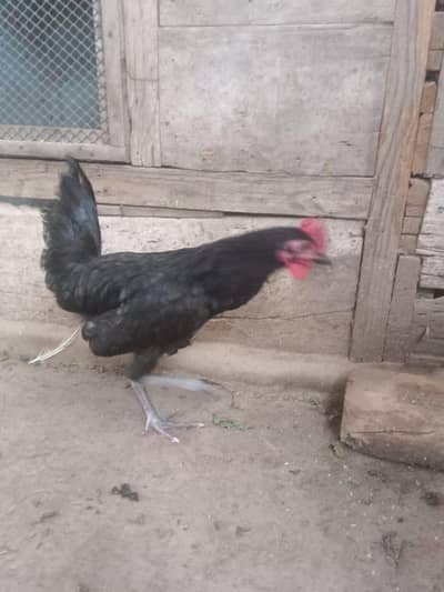 Australorp for sale