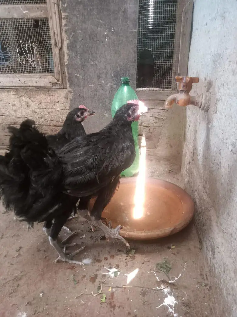 Australorp for sale — photo 2