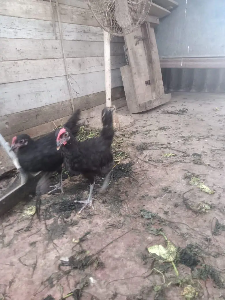 Australorp for sale — photo 3