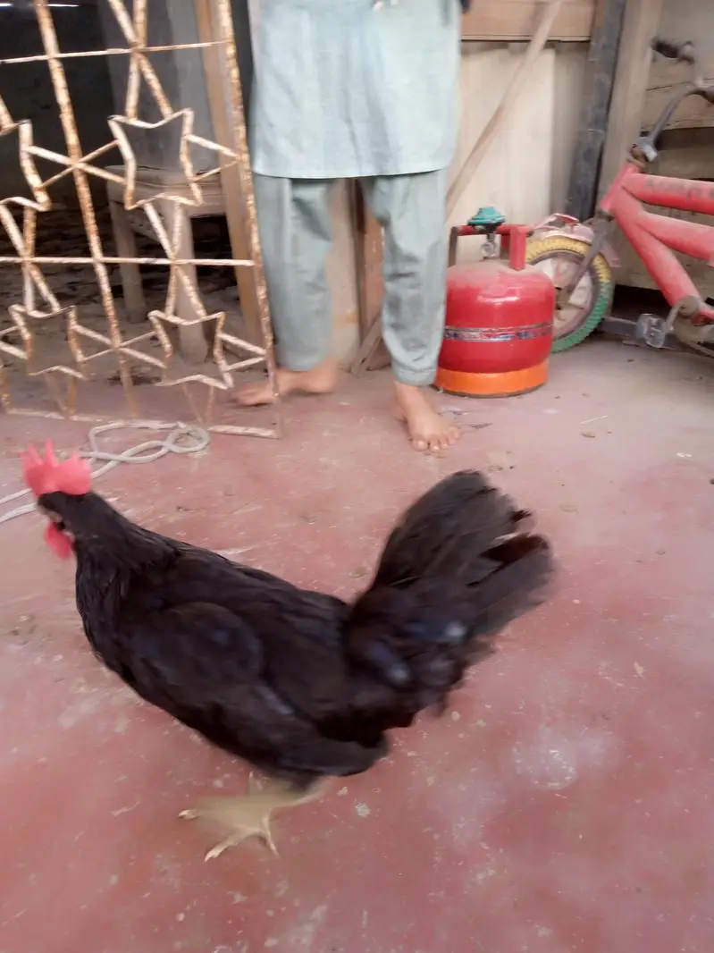 Australorp for sale — photo 4