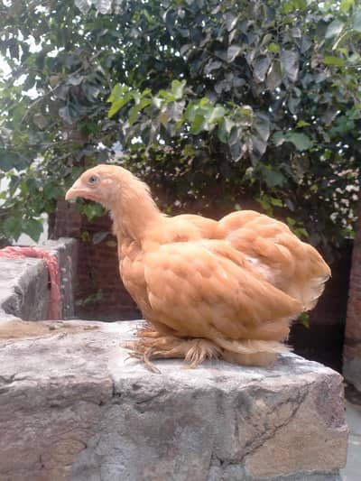 Golden havi buff for sale