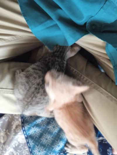 2 females kittens
