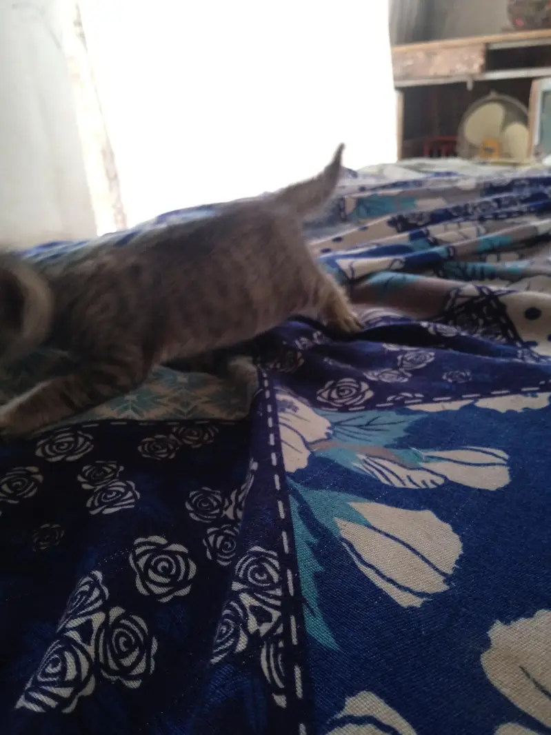 2 females kittens — photo 2