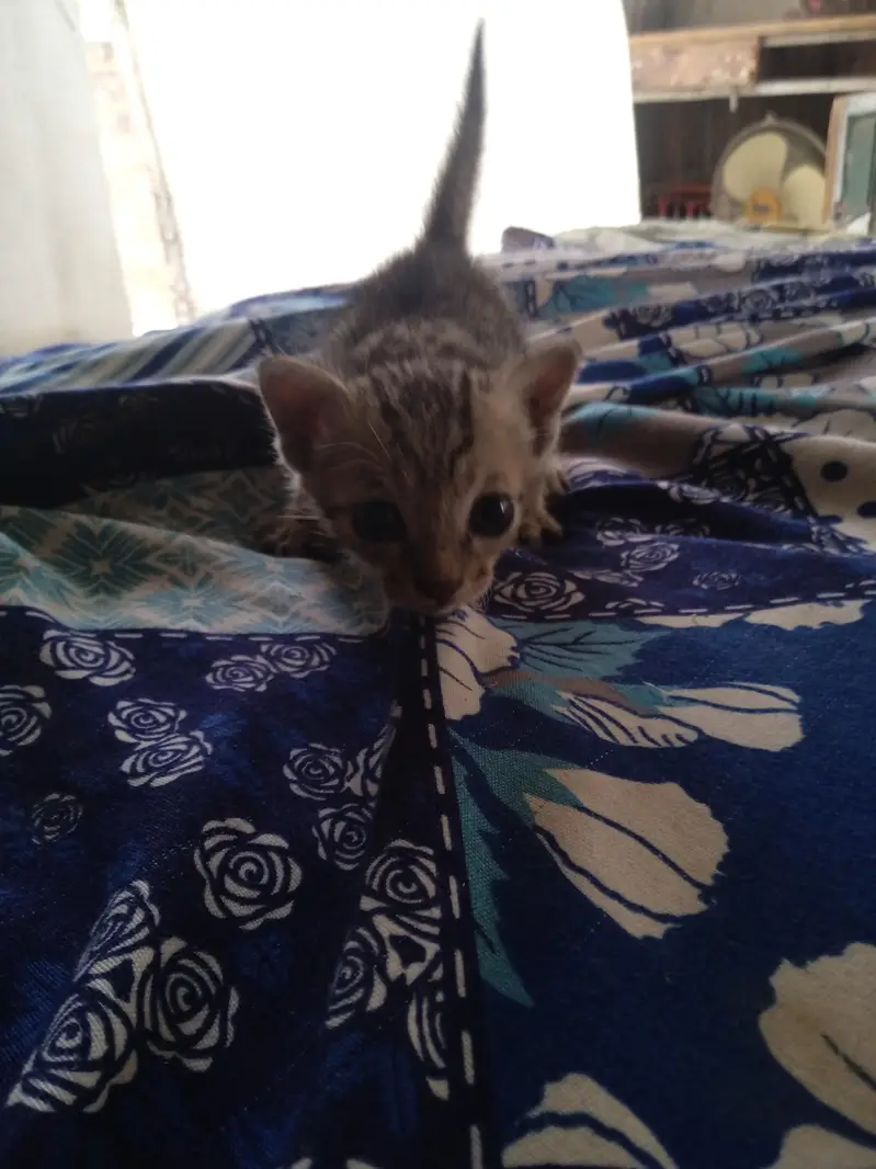 2 females kittens — photo 3