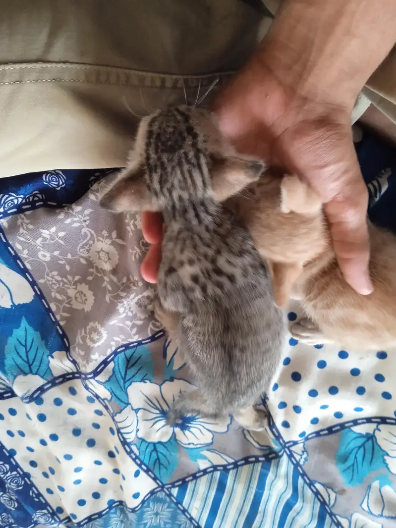 2 females kittens — photo 4