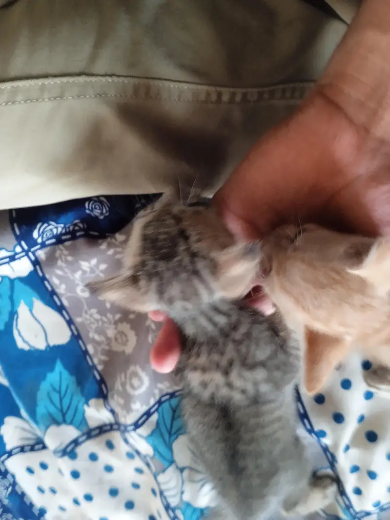 2 females kittens — photo 5