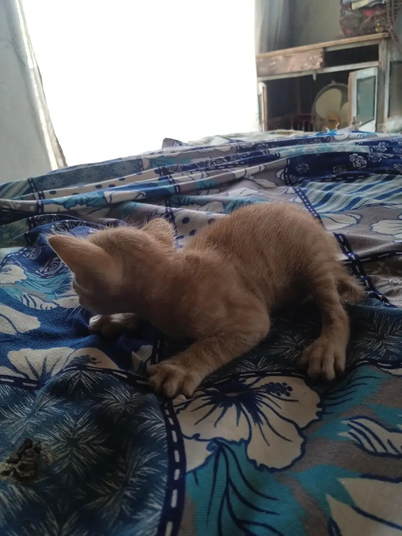 2 females kittens — photo 6