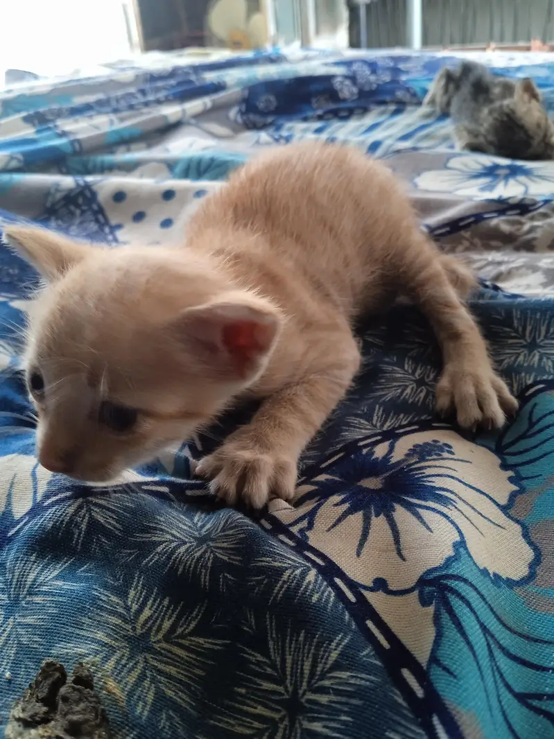2 females kittens — photo 7