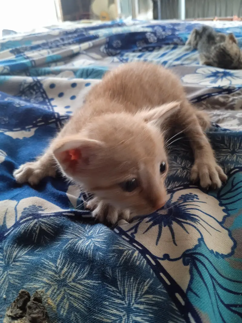 2 females kittens — photo 8