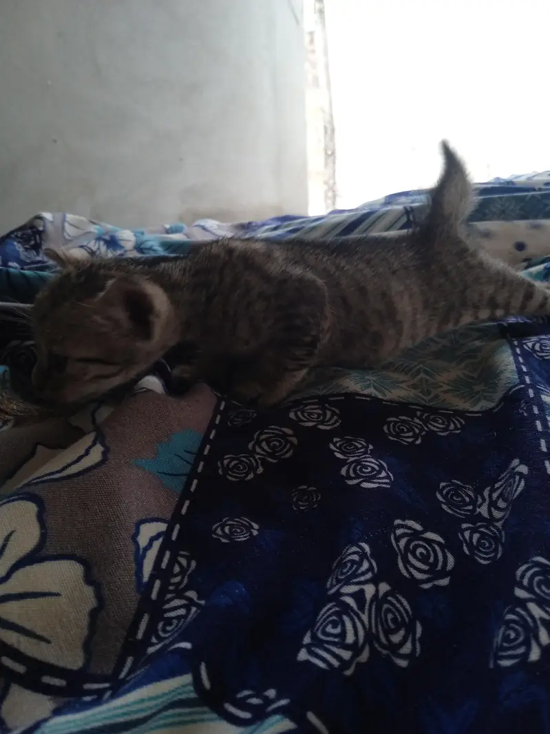 2 females kittens — photo 9