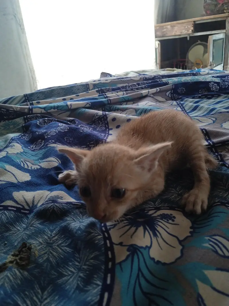 2 females kittens — photo 10