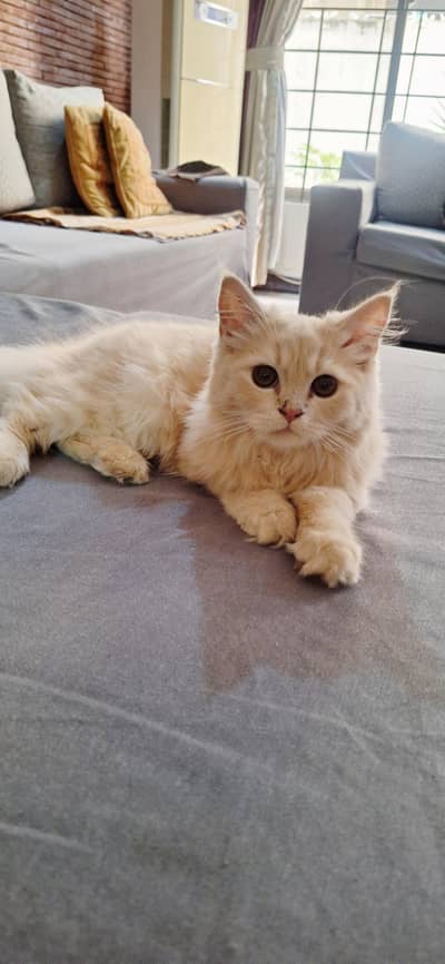 breed Persian triple coat