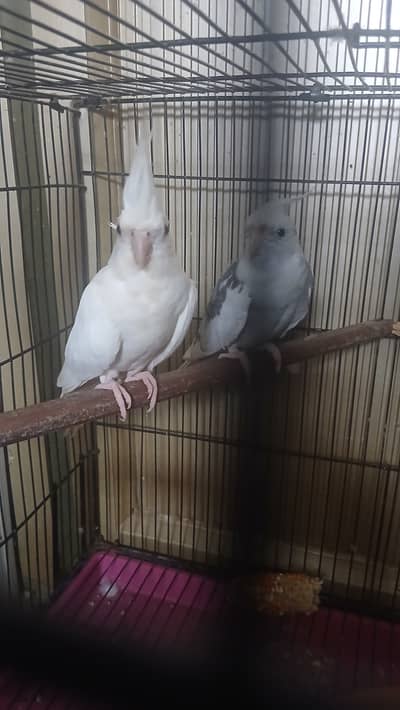 Pair parrot full brend