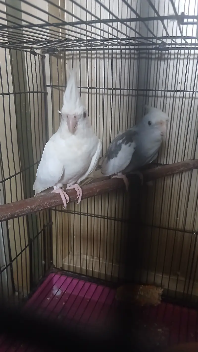 Pair parrot full brend — photo 2
