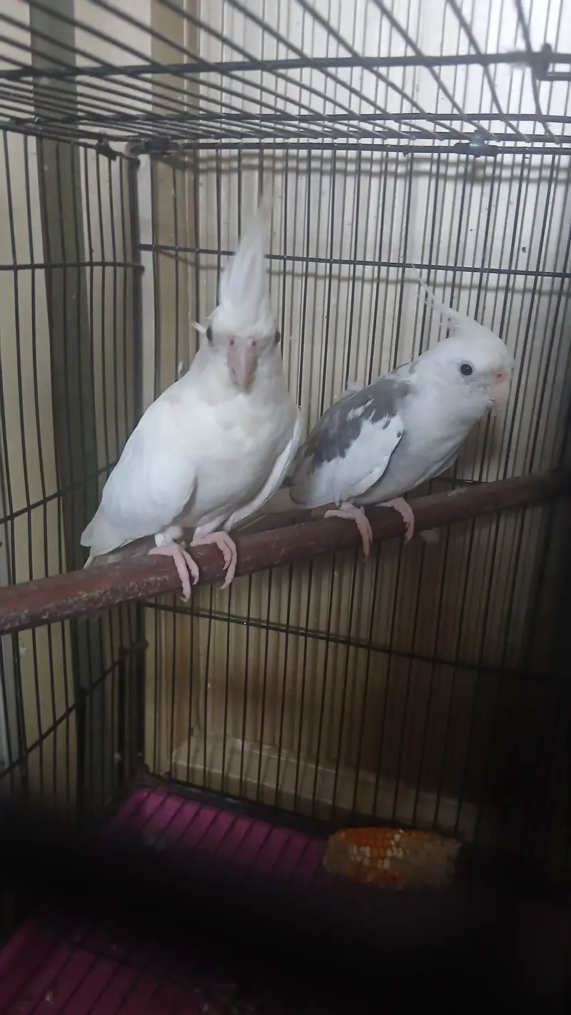 Pair parrot full brend — photo 3