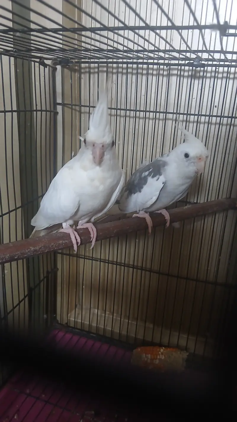 Pair parrot full brend — photo 4