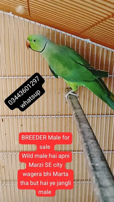 ring neck wild breeder male for sale