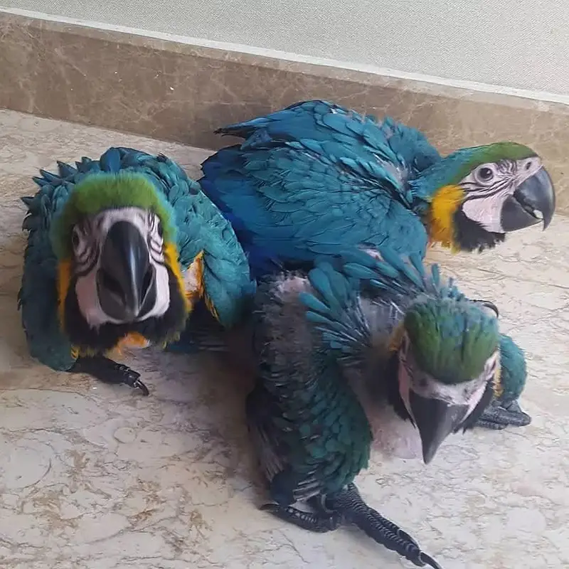 blue macaw parrot for sale good looking 03267238870 — photo 2
