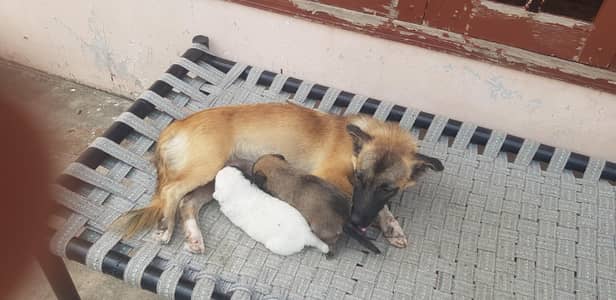Puppies for sale.