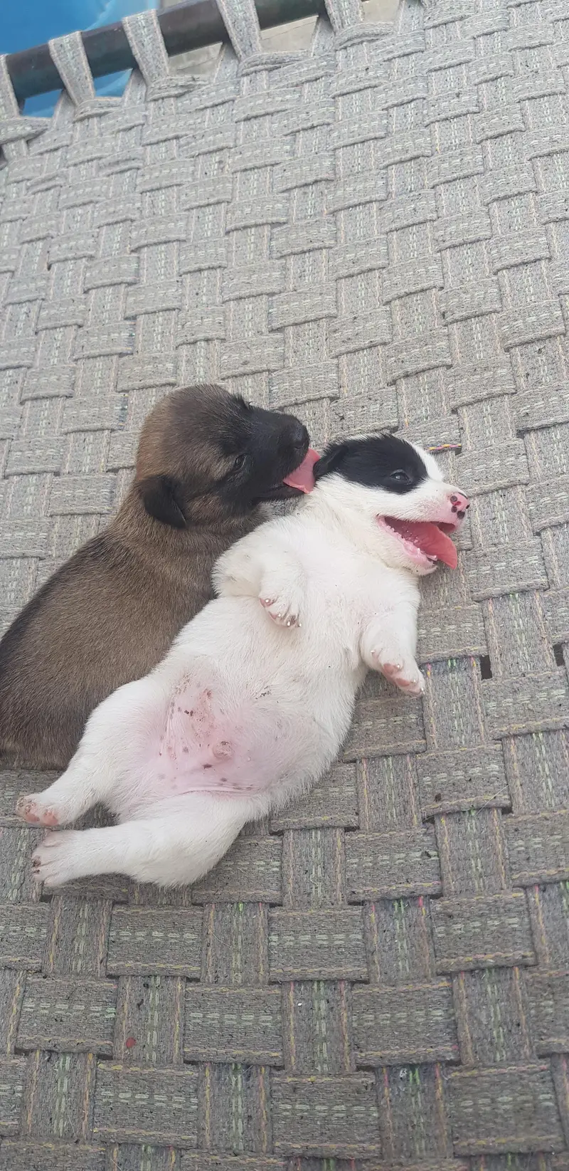 Puppies for sale. — photo 2