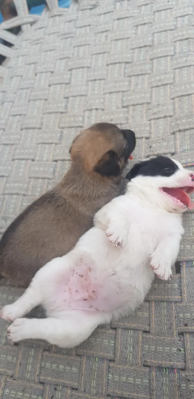 Puppies for sale. — photo 3