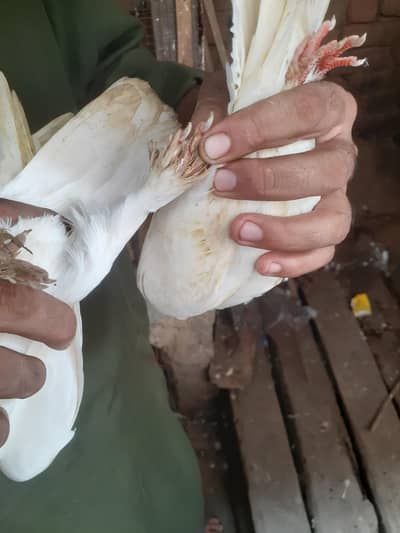 beautiful Albino sentinent breeder pair