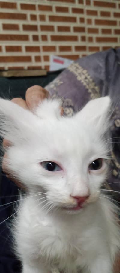 kha manee female kitten one blue and yellow eye