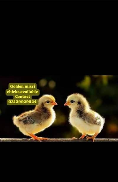 golden Misri chicks available