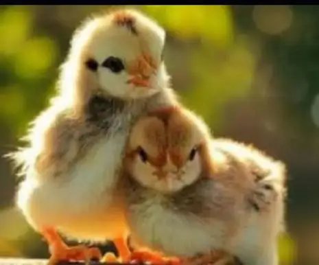 golden Misri chicks available — photo 2