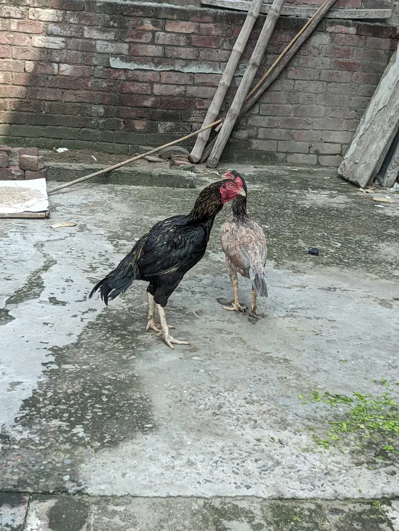 balider murga ha bhot acha murga ha — photo 2