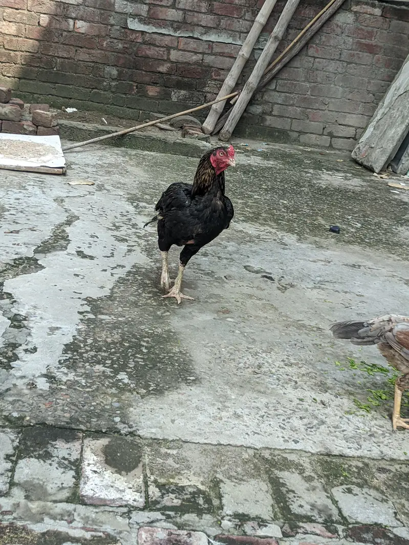 balider murga ha bhot acha murga ha — photo 3