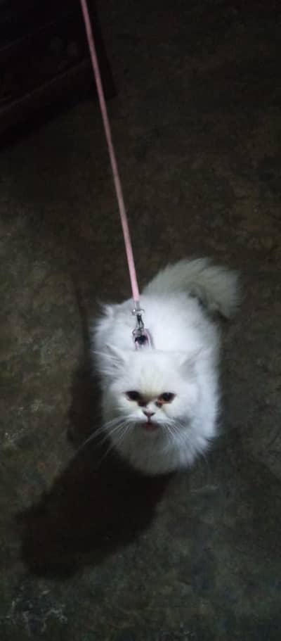 Persian Cat double Court