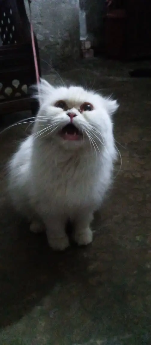 Persian Cat double Court — photo 2