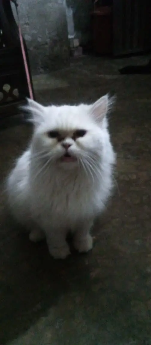Persian Cat double Court — photo 3